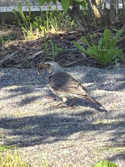 In Vaskelovo, Russia, a bird is captured mid-action on a gravelly surface, holding a segmented earthworm in its beak. The bird, with speckled brown and grey plumage, is positioned in profile, facing right. Its head is tilted slightly upwards, and its eye is clearly visible. Behind the bird, a patch of dark, mulched earth is visible, interspersed with green vegetation. The background also includes the base of a tree with rough bark. Sunlight casts dappled shadows across the scene, suggesting it is daytime and the bird is foraging outdoors.