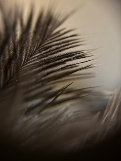 The image is a macro photograph of a dark feather, with fine, hair-like barbules fanning out from a central shaft. The feather is positioned on the left side of the frame, with its tip extending towards the upper right corner. The background is out of focus, appearing as a soft gradient of light beige to pale brown. The lighting is diffused, creating subtle shadows that highlight the delicate texture of the feather. There is no information about the location in the city of Biržai, Lithuania, as the image is a close-up of a natural object without any contextual environmental details.