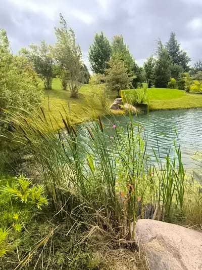 The image shows a serene natural landscape with a pond in the foreground. Tall reeds and grasses line the edge of the water, with a few small pink flowers interspersed among them. The pond's surface is calm, reflecting the overcast sky and surrounding greenery. Beyond the pond, a manicured lawn slopes upwards, dotted with various trees. A large, light-colored boulder is visible on the right side of the frame, partially obscured by the reeds. The overall scene suggests a park or garden setting, possibly in or near Mažučiai, Lithuania, given the lush vegetation and the subdued, cool lighting often characteristic of the region. There are no people or animals depicted in the image.