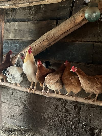 A group of chickens, including a rooster with a yellow and white body, is perched on a wooden beam inside a rustic coop in Большой Гондыр, Russia. The coop's walls are made of rough, weathered wooden planks, and a diagonal wooden support beam runs across the upper right portion of the frame. A circular, green glass light fixture hangs from the ceiling. The chickens are of various breeds and colors, with some being brown and others white with black markings. The lighting suggests it is daytime, possibly late afternoon, casting shadows within the coop. The ground is covered with straw and debris.