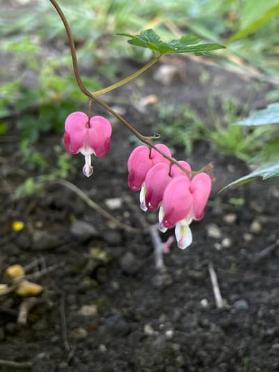 A close-up, eye-level shot captures a cluster of pink bleeding heart flowers hanging from a thin stem. The flowers, shaped like hearts with white tear-drop-like tips, are the primary focus, with a shallow depth of field blurring the background. The background consists of dark, rich soil with scattered small stones and twigs. In the upper portion of the image, a green leaf is visible, along with a hint of out-of-focus green foliage, suggesting an outdoor garden setting in the city of Vertelka, Ukraine. The lighting appears soft, likely overcast or early morning/late afternoon. There are no people or animals present in the scene.