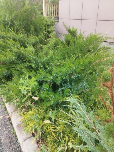 The image shows a close-up view of several evergreen shrubs, possibly junipers, with small blue berries visible on some branches. The shrubs are planted along a concrete curb, next to a gravel pathway. In the background, a light-colored tiled wall of a building and a wooden fence are visible. The environment appears to be outdoors, likely in a residential or public garden area in the city of Қотырбұлақ, Kazakhstan. No people or animals are present in the image.