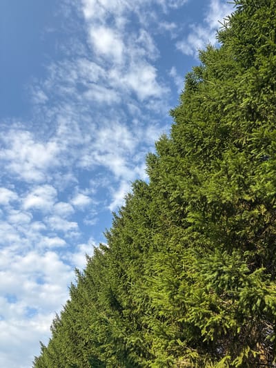 The image depicts a bright, daytime scene with a clear blue sky dotted with scattered white clouds. A dense row of evergreen trees, likely spruce or fir due to their needle-like foliage, dominates the right side of the frame, extending from the bottom towards the upper right corner. The trees are a vibrant green, with sunlight illuminating their branches and creating a textured appearance. The left side of the image features the sky, with the trees forming a natural border against it. The setting appears to be outdoors, potentially in a park or a natural area within the vicinity of Ляды, Russia. No people or specific man-made structures are visible in this particular frame.