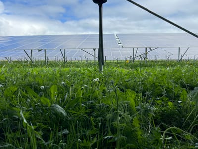 The image depicts a solar farm in Grange Ville, Ireland. A dense field of green vegetation, interspersed with dandelions, stretches towards the horizon. Overhead, rows of solar panels are mounted on metal supports. A dark pole is positioned in the foreground, slightly off-center. The sky is partly cloudy. No people are visible. The scene primarily features solar energy infrastructure and natural vegetation.