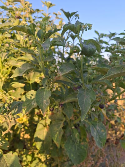 The image depicts a close-up view of a plant with green leaves, small white flowers, and developing green berries, as well as some dark purple berries. The plant appears to be growing outdoors, with a clear blue sky visible in the background and a blurry, sunlit environment suggesting natural light conditions. The focus is on the plant's vegetation and developing fruits. The location is stated to be in the city of Utmayli, Uzbekistan.