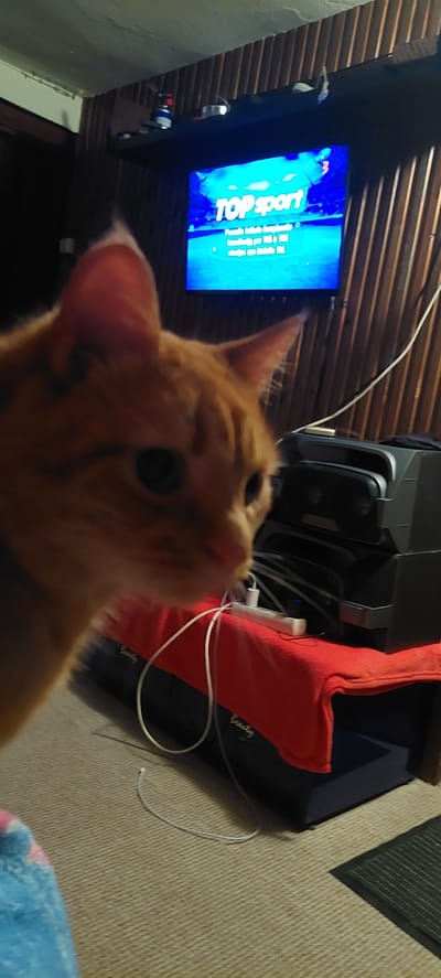 A ginger cat is in the foreground of the image, partially obscuring a television screen in the background. The television displays the text "TOP sport" in large letters, with smaller text below it. The cat's face is out of focus, and it is looking to the right of the frame. The television is mounted on a wall paneled with vertical wooden strips. Below the television, a black electronic device is visible, connected by various cables and wires. A red cloth is draped over part of the electronic device and extends towards the foreground. The floor is covered with a beige carpet. There are no people visible in the image. The setting appears to be an indoor room.