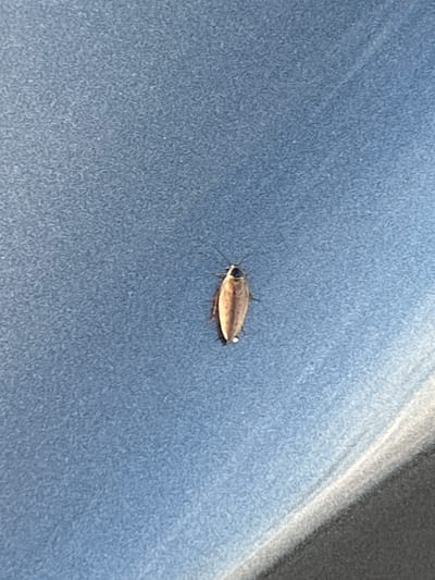A single cockroach is visible in the center of the frame, resting on a blue, textured surface. The cockroach is light brown with darker markings on its head and body. Its antennae are extended forward. The blue surface appears to be a solid, flat object, possibly a piece of furniture or a vehicle's exterior. The lighting suggests an outdoor environment, with a bright, angled light source creating a subtle reflection on the surface from the lower right corner. The location is not specified in the image or its metadata.