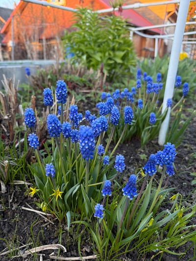 This image captures a vibrant garden scene in Shibanikha, Russia, dominated by numerous clusters of intensely blue, bell-shaped flowers, characteristic of grape hyacinths (Muscari). These flowers are abundant across the foreground and midground, growing on slender green stems amidst lush green foliage. Several smaller, star-shaped yellow flowers also dot the scene, providing a bright contrast to the pervasive blue.
The plants are rooted in dark soil, with some dry organic matter scattered on the ground. In the background, blurred green foliage from other plants or bushes is visible. A white horizontal bar, possibly part of a fence or garden structure, crosses the upper left portion of the image. Further in the background, out-of-focus structures with warm orange and red tones, suggesting rooftops and walls of buildings, indicate a residential or rural setting.
The soft, warm lighting on the distant structures suggests either late afternoon or early evening. The scene depicts a tranquil moment of blooming nature, characteristic of springtime. No specific activity or event is taking place, and there is no visible text within the image.