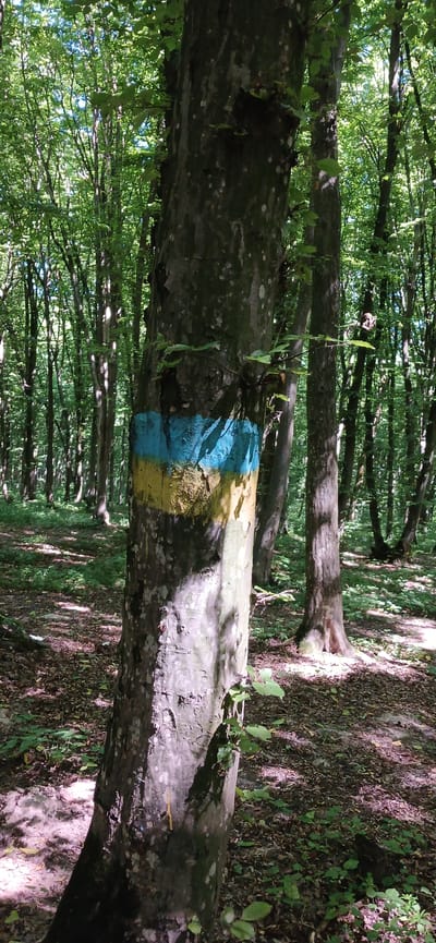 In the city of Lisovi Hrynivtsi, Ukraine, a photograph captures a tree trunk marked with yellow and blue paint, set within a dense forest. The tree is the primary subject, its bark textured and varied in color, with patches of lighter grey and darker brown. Across its middle section, a horizontal band of paint is visible. The upper part of this band is a bright blue, and directly below it is a stripe of vibrant yellow. Both colors appear somewhat faded and unevenly applied, suggesting they are trail markers.

The tree stands in the foreground, slightly off-center to the left, dominating the immediate view. Behind it, the forest unfolds. Numerous other tree trunks, varying in thickness and spacing, recede into the background, creating a sense of depth. Sunlight filters through the canopy of leaves, casting dappled shadows on the forest floor. The ground is covered with a layer of fallen leaves, twigs, and patches of green vegetation, indicating a natural, uncultivated environment. The overall impression is one of a marked path within a tranquil wooded area. There are no people or animals visible in the image.