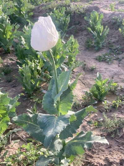 The image shows a field of opium poppies in Hurramzai Tehsil, Pakistan. A single, prominent opium poppy with a closed white flower bud stands in the foreground. The plant has several large, broad, grey-green leaves. Other, smaller poppies with similar foliage are visible in the background. The ground is dry and sandy.