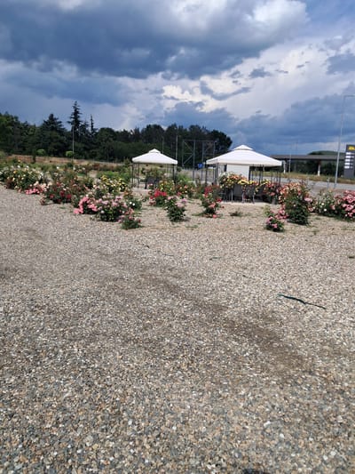 The image shows a gravel parking area, possibly in Marino Pole, Bulgaria, given the context provided. The foreground is predominantly gravel. A row of rose bushes in various colors (pink, red, yellow, white) lines the left side of the parking area. Behind the bushes are trees, and two white canopies with tables and chairs underneath can be seen. In the upper left, the sky is visible, with a mix of blue and dark clouds. There is a gas station sign visible behind the canopies.