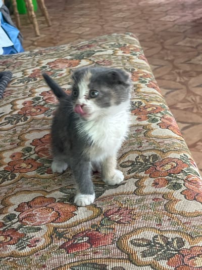 A grey and white kitten with calico markings is standing on a patterned sofa. The kitten's tongue is sticking out, licking its nose. The sofa has a floral pattern with orange, pink, and green colors. The background shows a wooden floor with a geometric pattern and some blurry furniture. The image was taken in Chernivtsi, Ukraine.