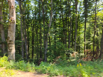This image depicts a dense forest with numerous tall trees, their trunks varying in width and texture. The foliage is lush and green, indicating a temperate climate, likely during the warmer months. The lighting suggests it is daytime, with sunlight filtering through the canopy and illuminating parts of the undergrowth. There are no people or animals visible in the frame. The forest floor is covered with green vegetation and some fallen branches. The perspective suggests the photo was taken from a moving vehicle or while walking, as indicated by the motion blur in the foreground. The location is identified as the city of Borima, Bulgaria, implying this is a natural landscape within or near that city.