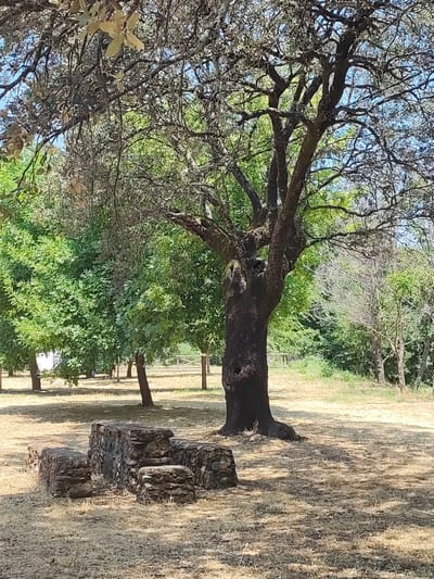 The image depicts an outdoor scene in Cadalso, Spain. In the foreground, there is a cluster of low stone structures, appearing to be remnants of some construction. To the right of these structures stands a large, dark-barked tree with a gnarled trunk and branches. The ground is covered in dry, light-colored grass and scattered fallen leaves. Behind the large tree, a dense line of green trees forms a backdrop, with more trees visible further in the distance. The sky above is a clear blue. The overall impression is of a dry, park-like environment.