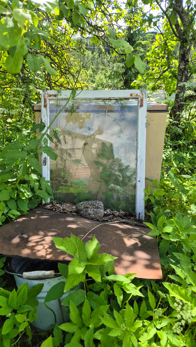 The image depicts an outdoor scene with overgrown greenery in what appears to be a rural or semi-rural setting, possibly within the village of Mashezero, Russia. In the foreground, a weathered window frame with a pane of glass stands upright, supported by what looks like repurposed materials. The glass is reflective and shows distorted images of the surrounding environment, including trees and foliage. Beneath the window frame is a rusty, curved metal surface, possibly the lid of an old appliance or container. A grey bucket with a wooden handle is partially visible beneath the metal surface, surrounded by lush green plants. The background features a dense forest and a distant hillside, suggesting a natural or semi-wild landscape. The overall impression is one of abandonment or a natural reclamation of man-made objects.