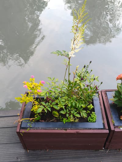 A high-angle, medium shot captures a close-up of two dark brown wooden planters filled with various green plants and flowers, situated on a grey wooden deck. The planter on the left is nearer to the viewer and contains a tall, thin stalk with small white flowers at the top, and a bush with bright yellow leaves and clusters of small pink flowers. The planter on the right is partially visible and contains dark green foliage and a single large, orange flower. The planters are positioned next to a body of calm, reflective water that occupies the upper half of the image. The water reflects the sky and possibly surrounding trees. There are no people or animals visible in the scene.