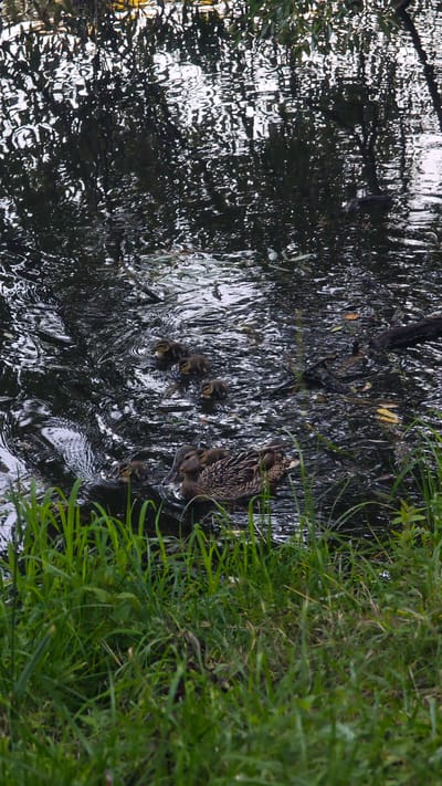 A group of ducks, one adult and five ducklings, swim in dark, rippling water near a grassy bank. The water reflects the dappled light of trees. The adult duck is on the right, partially submerged, with ducklings clustered around it and a few further ahead in the water. The scene is set in a naturalistic environment, likely a pond or slow-moving stream, with abundant green grass in the foreground. The overall impression is one of a peaceful natural scene.