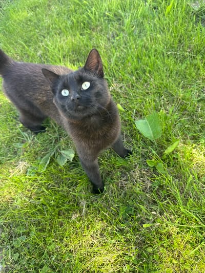The image shows a black cat with bright green eyes standing on a patch of green grass. The cat is looking up and to the right, with its head tilted slightly. The grass appears to be in a backyard or park, with some scattered leaves and debris. The lighting suggests it is daytime, possibly late afternoon, due to the shadows. There are no people or buildings visible in the image. The location is described as Moortown, Ireland, but there are no specific visual cues within the image to confirm this location.
