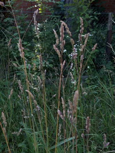 The image shows a close-up view of tall, dry grass stalks with seed heads, interspersed with some green foliage and small white flowers. The stalks are predominantly brown and tan, with some reddish-brown hues. They are clustered together, with some taller stalks reaching towards the top of the frame and others appearing closer to the ground. The background consists of out-of-focus green leaves, a dark tree trunk, a chain-link fence, and a brick wall, suggesting an outdoor environment. The lighting is somewhat dim, with some shafts of light highlighting certain blades of grass and seed heads. This scene is located in Novosilka, Ukraine. There are no people or animals visible in the image, nor are there any discernible actions or interactions taking place. The overall impression is one of natural growth in a somewhat neglected or wild area, possibly a backyard or a border.