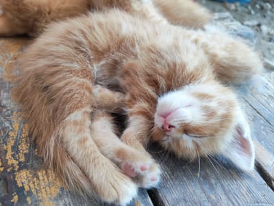 A ginger kitten sleeps curled up on a weathered wooden surface, its eyes closed and pink nose twitching slightly. The wooden surface appears to be outdoors, with patches of chipped yellow and blue paint visible, suggesting it could be part of a bench or an old table. The ground beneath the surface is a mix of dirt and small stones. The environment appears to be rustic and possibly rural, consistent with the general landscape of Sovet, Kyrgyzstan, which is characterized by its natural beauty and agricultural surroundings. The kitten is the sole subject, relaxed and at ease in its environment.