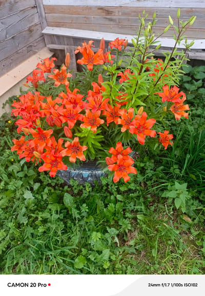 This is a top-down, eye-level shot of a cluster of bright orange lilies in full bloom. The lilies are situated in a dark-colored planter, likely a repurposed tire, which is surrounded by lush green grass and other foliage. In the background, weathered wooden planks form a wall or fence, and a portion of a lighter-colored wooden bench is visible. The lighting suggests an outdoor scene, possibly a garden or yard. The image appears to be taken in Plesetsk, Russia, as indicated by the watermark. There are no people or animals present in the image.