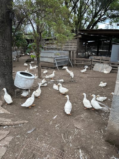The image displays an outdoor animal enclosure or yard located in El Hueco, Argentina, under an overcast sky. The ground is dark brown, unpaved soil, scattered with organic and anthropogenic debris, including numerous white feathers, dried leaves, and small branches.
Approximately 30-40 white domestic ducks are distributed throughout the scene. They are observed in various postures, primarily standing, walking, or resting directly on the ground. A thick-barked tree trunk occupies the left foreground. Adjacent to it, an overturned, corroded metal drum, consistent with a washing machine drum, rests on a rudimentary metal frame.
The background features multiple ad-hoc structures constructed from stacked wooden pallets, forming walls or fences. Centrally in the mid-ground, two stacked, rectangular metal cages with wire mesh tops are present. Towards the right background, a larger, open-sided lean-to structure with a corrugated roof is visible, supported by timber posts and partially enclosed by more wooden pallets. A gray, rectangular container is partially visible on the extreme right edge of the frame. No human individuals are present within the scene.