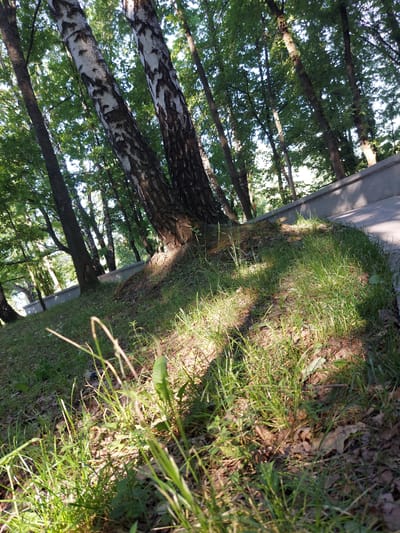 The image depicts a sun-dappled forest floor with tall trees. The foreground is dominated by green grass and fallen leaves. In the background, a paved pathway runs along a concrete retaining wall, bordered by more trees. The trees are predominantly deciduous, with some showing the distinctive white bark of birch trees. The lighting suggests it is daytime, with sunlight filtering through the leaves, casting shadows on the ground. The location is identified as Razvetye, Russia. There are no people or animals visible in the image.