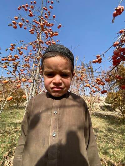 The image, taken in Bazar-e Panjva'i, Afghanistan, captures a young boy standing in what appears to be an orchard under a clear blue sky. The boy is positioned slightly to the left of the frame, looking directly towards the viewer. He has a serious or neutral expression. He is wearing a dark, possibly black, cap with a patterned texture and a brown, long-sleeved traditional garment that resembles a shalwar kameez, featuring button details on the front placket and stitched embellishments.

The background is dominated by numerous trees laden with orange-colored fruit, likely persimmons, hanging from mostly bare branches. The abundance of fruit on leafless trees suggests an autumn or late fall season. The sky is bright and cloudless, indicating a clear, sunny day. To the right of the boy, the ground is covered with green grass interspersed with patches of dry leaves, further suggesting the season. Strong sunlight casts shadows on the boy's face and clothing, highlighting the bright outdoor conditions. No discernible text is visible in the photograph.