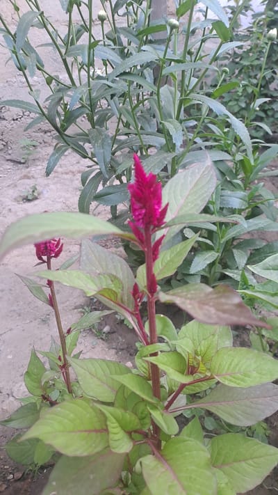 A close-up, vertical, eye-level outdoor shot features a cluster of red celosia flowers with green and purplish leaves in the foreground. The flowers are the primary subject, with one prominent, tall, red bloom at the center right, and a smaller, less developed bloom to the left. The leaves are large and ovate with prominent veins. In the background, out-of-focus green foliage and buds of other plants, possibly chrysanthemums, create a layered effect. The ground beneath is a mix of soil and gravel. The scene appears to be a garden or yard in Sülüktü, Kyrgyzstan.