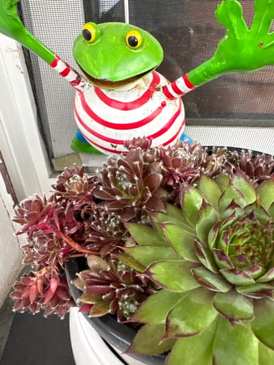 This media file is a close-up, top-down shot of a garden decoration and a succulent plant. The primary object in the foreground is a brightly painted, green metal frog, which appears to be a garden ornament. The frog has large yellow eyes with black pupils and a round body painted with red and white stripes. It is attached to a striped green and white pole, with its long, green limbs extended. The frog is positioned to the left of the frame, partially obscuring a window screen.

To the right of the frog, a vibrant succulent plant in a black pot dominates the frame. The succulent features tightly packed rosettes of leaves. The larger rosettes are a healthy green, while smaller, newer growth or other varieties of succulents are a deep reddish-purple. The leaves are fleshy and have a slightly fuzzy texture along their edges, with some appearing to have a dusting of white.

The setting appears to be outdoors, possibly on a windowsill or patio, given the presence of the window screen and what looks like a window frame below. The lighting suggests it might be daytime, with bright but diffused light. There are no people visible in the image. The overall impression is one of a colorful, decorative garden element placed near a plant, likely in a residential setting in Delbrück, Germany. No text is visible in the image.