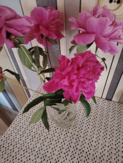 In a domestic setting, possibly a home interior in Верцялішкаўскі сельскі Савет, Belarus, a bouquet of pink peonies is displayed in a clear glass vase. The vase rests on a white, textured placemat. The background features a striped wall with vertical bands of cream and grey. The lighting appears to be natural, creating a soft illumination on the flowers and their surroundings. The image captures a still life arrangement, with the focus on the vibrant colors and delicate textures of the peonies.