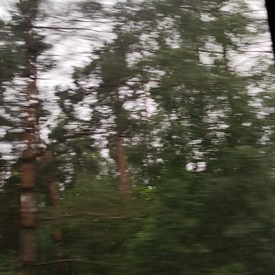 The image shows a blurred view of trees and sky, suggestive of motion, possibly from a vehicle. The lighting is overcast. The context of Krępica, Poland, implies a rural or semi-rural environment with forestation. No people, specific actions, or interactions are discernible due to the blurriness. The dominant elements are the vertical lines of tree trunks and the dappled light filtering through the canopy.