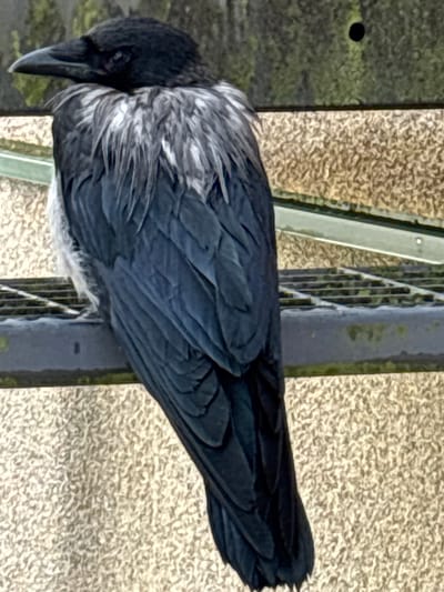 A hooded crow is perched on a metal grate in Haabneeme alevik, Estonia. The crow is facing to the left of the frame, with its head turned slightly to the viewer. Its plumage is predominantly dark gray and black, with lighter gray feathers around its neck and chest. The crow is sitting on a dark metal grate that appears to be part of a structure, possibly a bench or railing. Behind the crow, a textured, light-colored wall is visible. The overall lighting suggests it is daytime.