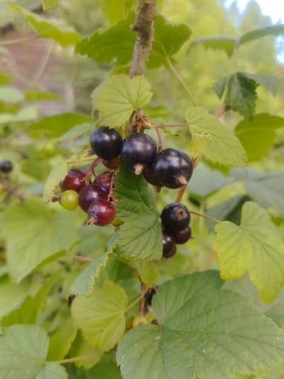 The image is a close-up shot of a black currant bush with ripe berries and green leaves. The berries are dark purple to black and are clustered on thin stems. Some of the berries are still green or reddish, indicating they are in various stages of ripeness. The leaves are green with serrated edges and are slightly out of focus in the background. The lighting suggests it is daytime. The image does not contain any people or specific identifiable landmarks. Therefore, it is not possible to determine the exact location within Kashino, Russia, based solely on this image.