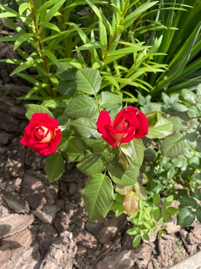 In the city of Vysokyi, Ukraine, this photograph captures a close-up view of a rose bush in a garden. Two red roses, each with creamy yellow centers, are in bloom. The rose on the left is fully open, while the one on the right is partially open, with a green bud nearby. The roses are surrounded by lush green leaves. The ground beneath the bush is covered with dark mulch and scattered pieces of bark. In the background, a variety of green plants with thin, elongated leaves are visible, some of which appear to be in shadow. The lighting suggests a sunny day.