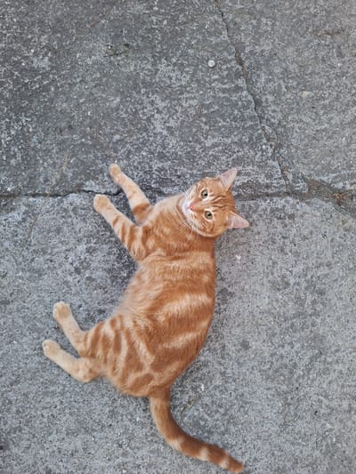 An orange tabby cat is lying on its back on a cracked concrete surface. The cat's paws are extended upwards, and its body is relaxed. The cat's head is turned to the side, looking directly at the camera with wide, green eyes. The concrete is rough and textured, with visible cracks and some small pebbles. There are a few dry twigs scattered on the surface around the cat. The scene appears to be outdoors, possibly in a park or courtyard in Nabran, Azerbaijan, given the natural light and outdoor setting.