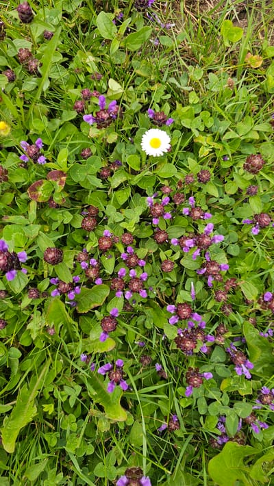 The image is a close-up, top-down view of a patch of green grass and clover, interspersed with numerous small purple flowers and one white daisy with a yellow center. The vegetation appears lush and healthy. The image was taken outdoors in what appears to be a natural setting, likely a meadow or park. There are no people or animals visible in the image. The scene is static, with no action taking place. The overall impression is one of a natural, vibrant outdoor environment. This image could have been taken in the city of Chimay, Belgium, given its natural landscapes and flora.
