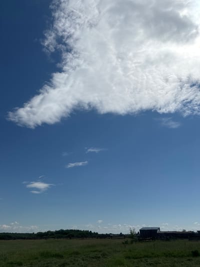 This is a landscape photograph taken in Maksimovshchina, Russia. The image is dominated by a vast expanse of bright blue sky filled with scattered white clouds. A large, wispy cloud formation occupies the upper portion of the frame, with smaller clouds visible in the distance. Below the sky is a flat, grassy field with a line of dark green trees forming a dense treeline across the horizon. In the foreground, the grass is a lighter green, appearing somewhat uneven and recently mown in places. Towards the right side of the frame, on the edge of the field and partially obscured by vegetation, are several rustic wooden structures, resembling sheds or outbuildings, with weathered wooden walls and dark roofs. A wooden fence runs along the edge of the field, delineating it from the area with the structures. The overall impression is of a rural, open environment under a clear, cloudy sky.
