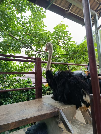 A large ostrich, black and white with a long, gray neck and a reddish-pink face, is perched on a concrete ledge beneath a covered structure with a wooden roof. The ostrich is positioned facing left, its body partially obscured by the ledge. Behind the ostrich, a metal railing runs horizontally, separating it from lush green foliage and trees. In the background, a tiled roof of a building is visible. To the right of the ostrich, a person's hand is visible, holding out what appears to be a yellow flower. The environment suggests an outdoor enclosure, possibly at a zoo or sanctuary, located in Định An, Vietnam.