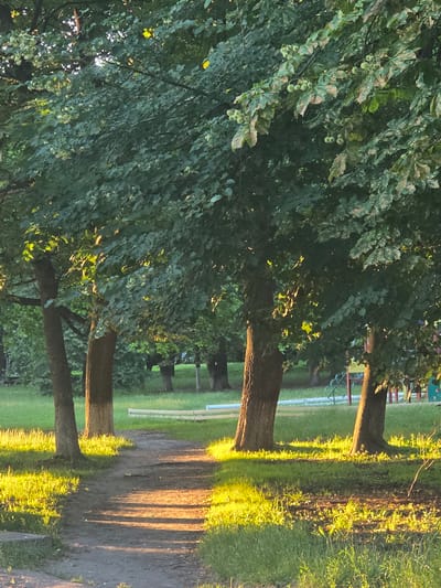 The image depicts a park-like setting with several trees lining a dirt path. The trees are mature with thick trunks and leafy canopies. Sunlight filters through the leaves, casting dappled shadows on the path and the surrounding grass. The lighting suggests it is either early morning or late afternoon, with long shadows stretching across the ground. The grass is green and appears to be well-maintained. In the background, beyond the trees, there are hints of a playground or recreational area with a colorful fence and some playground equipment. The scene evokes a sense of tranquility and nature. The location context provided is Radomyshl, Ukraine. There is no visible text in the image.