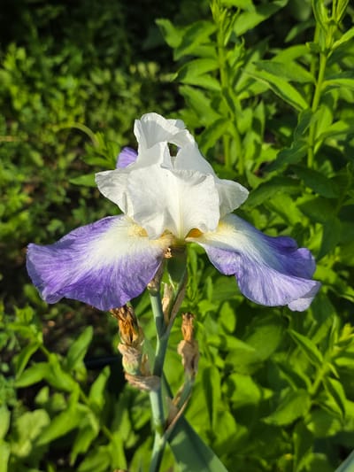 An iris flower with white upper petals and purple lower petals is in focus in the foreground, with a green leafy background. The flower is on a green stem with dried brown remnants of previous blooms. The background is composed of blurred green foliage, suggesting an outdoor garden setting. The image is a close-up shot, highlighting the intricate details of the iris petals. There are no people or animals visible in the image. The lighting suggests it is daytime, with sunlight illuminating the flower. The image does not contain enough information to determine its specific location in Petrushenko, Russia.