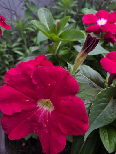 The image depicts a close-up view of several vibrant pink flowers, likely petunias, with green foliage in the background. One large pink petunia bloom dominates the foreground, its velvety petals unfurling outwards. A bud of the same flower, a deep purplish-red hue, is visible to the right of the central bloom. In the middle ground, another pink flower with a white center is in focus, its petals appearing star-shaped. The overall environment suggests a garden or outdoor planting. The specific location in the city of Kalach-na-Donu, Russia, cannot be determined from the visual information provided. There are no people, actions, or interactions visible in the image.