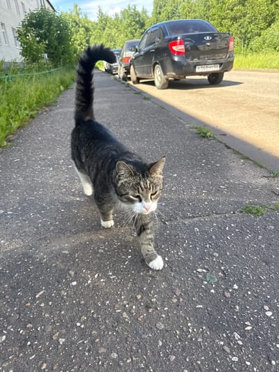 A tabby cat walks on a paved sidewalk next to a grassy area and a street with cars. The cat is gray and black with white paws and chest. It has a bushy tail that is held high. The cat is walking towards the camera. In the background, there is a white building with windows, trees, and a black sedan. The sky is blue with some clouds. The location is Valday, Russia.