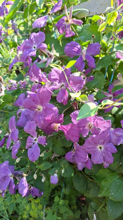 The image displays a close-up view of a dense clematis plant in bloom, featuring numerous vibrant purple flowers. The flowers vary in their stage of bloom, with some fully open, revealing their delicate petals and central stamens, while others are partially open or in bud form. The leaves are a deep green, providing a rich backdrop to the colorful blossoms. Sunlight filters through the foliage, creating highlights and shadows that add depth to the scene. The environment appears to be an outdoor garden setting. The specific location is Bălășești, Moldova. No people or specific actions are depicted.