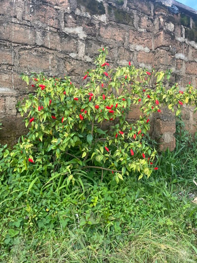 A bush with numerous red flowers and green leaves is situated in front of a weathered brick wall in Gembu, Nigeria. The wall, constructed from roughly cut bricks and cement, shows signs of age with moss and streaks of white paint. The ground in front of the bush is covered with dense green grass and other smaller plants. The scene depicts an outdoor, natural setting against a man-made structure.