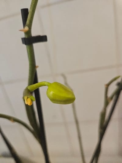 The image presents a detailed, vertical close-up of an orchid plant indoors, situated in Villeneuve-Saint-Georges, France. A prominent, elongated, light green orchid bud, approximately 3-4 centimeters in length, curves downward from a vibrant green stem, centrally positioned in the frame. To the left of this primary bud, a smaller, nascent yellow bud or floral precursor is attached to the same stem. The main green stem is secured to a slender, dark, vertical support stake by a black plastic clip, positioned above the buds. Additional blurred stems are visible in the lower and right background. The background consists of a light-colored, possibly white or cream, tiled wall, discernible by faint grid lines of grout. No human figures or active interactions are present in the scene. The plant is in a state of growth, with the buds indicating an impending bloom.