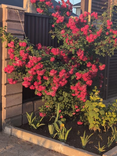 A bush of red roses overhangs a low brick wall in what appears to be a residential area. The roses are in full bloom, with many buds and blossoms. To the right of the roses is a flower bed with other plants, including some with broad green leaves. The bed is bordered by a concrete edge. Behind the roses is a brown slatted wall or fence. The overall setting appears to be a garden or yard, possibly in the city of Жаңа Қуат, Kazakhstan, though this location cannot be confirmed solely from the image. The image is taken from a slightly elevated angle, with sunlight casting shadows on the wall and plants.