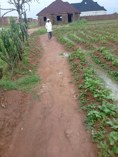 A person wearing a white hooded sweatshirt and dark pants walks on a dirt path. The path is flanked by green vegetation and rows of young plants. In the background, unfinished brick buildings with tiled roofs suggest ongoing construction. The sky is overcast. The scene appears to be in a rural or semi-rural area, potentially within the city of Dong, Nigeria, given the architectural style and vegetation.