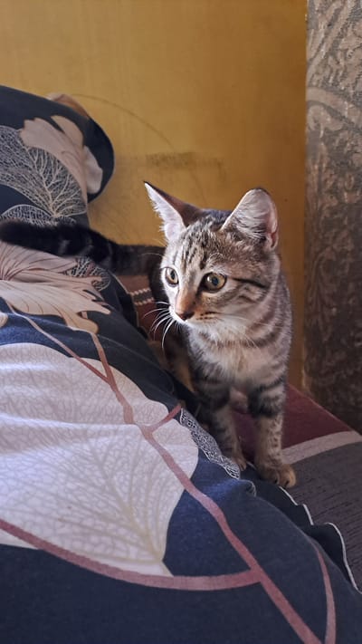 A tabby kitten stands on a patterned surface, its body angled slightly to the right. The kitten's fur is a mix of brown and black stripes, with white fur on its chest and around its muzzle. Its large, round eyes are a golden-brown color and are looking off to the side, giving the impression of alertness or curiosity. The kitten's ears are pointed upwards, and its whiskers are prominent. Behind the kitten, a yellow wall is visible, and to the left and right, there are patterned fabrics, possibly upholstery or bedding. The overall scene suggests a domestic setting. The image was taken indoors.