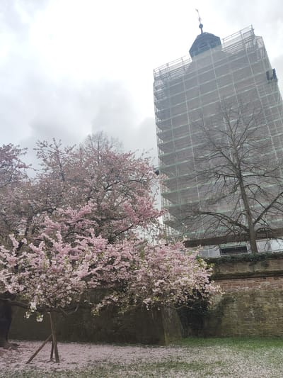 The image depicts a spring scene in Aschaffenburg, Germany, featuring a prominent architectural structure and abundant flowering trees under an overcast sky. The primary subject is a tall, multi-story building, likely a church tower, extensively enveloped in metal scaffolding and white protective netting, indicating active renovation. The visible apex of the building reveals a dark, hexagonal belfry surmounted by a conical spire and a weather vane.
In the mid-ground and foreground, multiple deciduous trees are in full bloom, adorned with dense clusters of light pink blossoms. A significant carpet of fallen pink petals covers the green grass beneath these trees. One specific flowering tree in the immediate foreground has its trunk supported by two angled wooden stakes. To the right of the flowering trees, a bare deciduous tree with intricate, leafless branches stands partially obscuring the scaffolded building.
A substantial stone wall, constructed from irregularly shaped, light brown and grey blocks, forms a horizontal barrier across the lower third of the image. Sections of this wall exhibit growth, including ivy and moss. The sky above is uniformly grey and cloudy. No individuals are present in the scene.